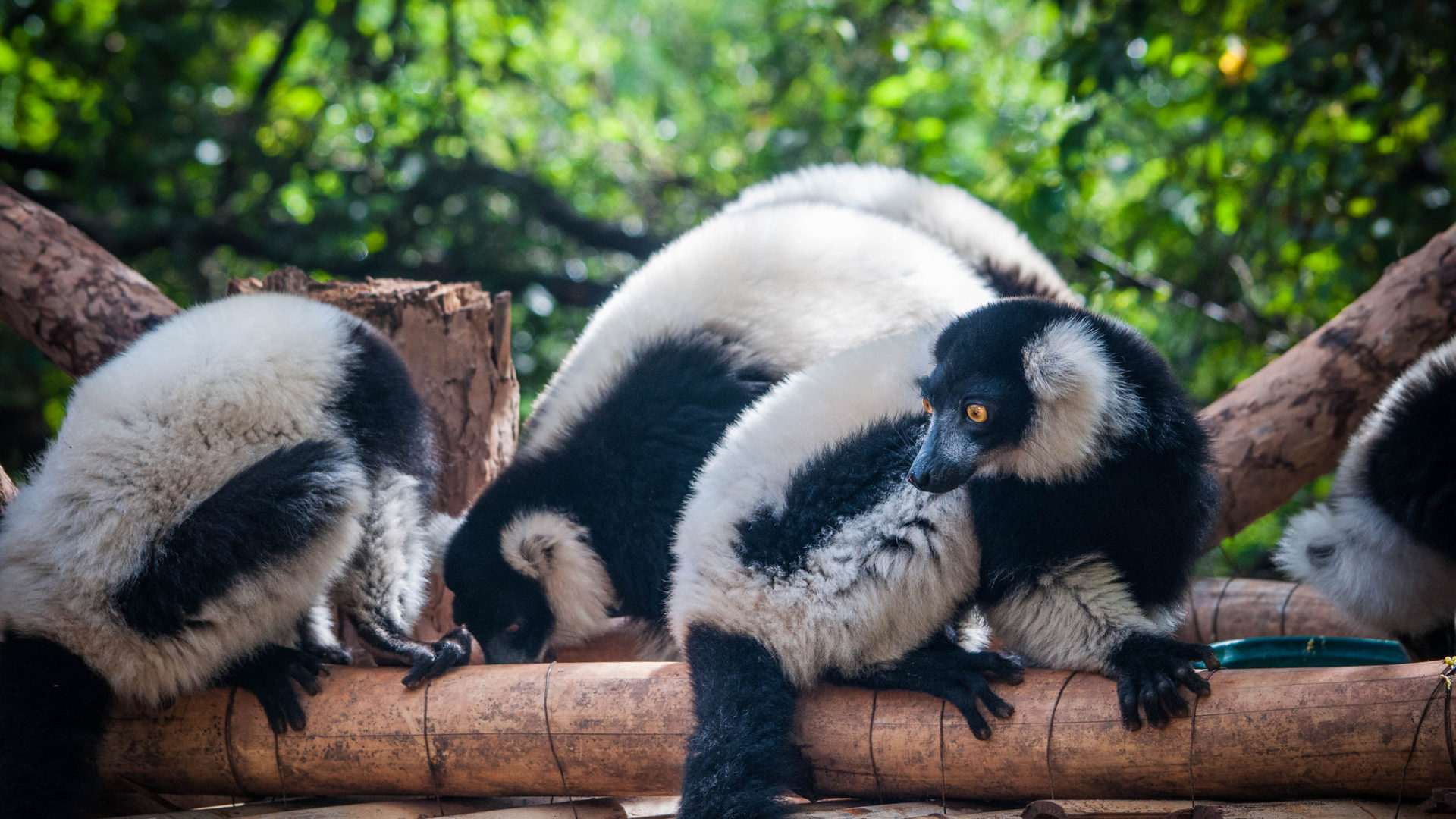 Мадагаскарские Зоологические Парки | Madagascar Tours & Holidays